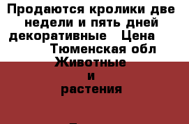 Продаются кролики две недели и пять дней декоративные › Цена ­ 1 500 - Тюменская обл. Животные и растения » Другие животные   